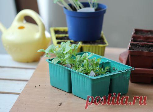 Как вырастить однолетнюю астру из семян