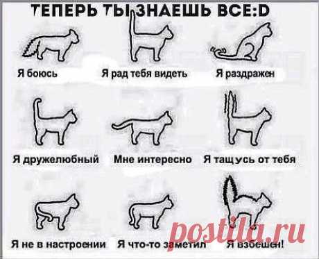 Как понять кошку | Хитрости жизни