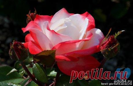 Люда Кудашева JW
Украина, Черкассы