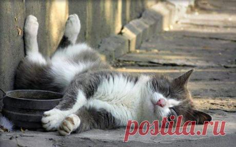 валерьянки еще, пожалуйста...