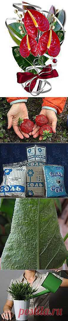 Люда Ширева: Приусадебный участок | Postila.ru