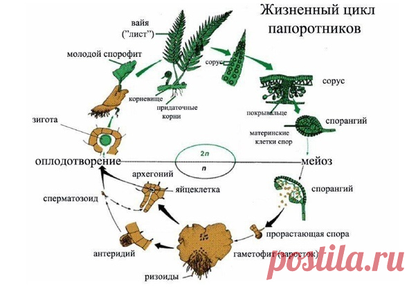 •Возникли в девоне. Биологического расцвета достигли в карбоне, став основной лесообразующей группой. Остатки лесов образовали обширные залежи каменного
угля.

•Наибольшее количество видов в тропической зоне.
Показать полностью...