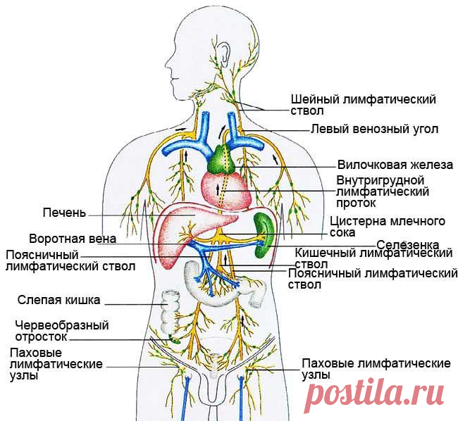 Очистка лимфатических узлов и протоков