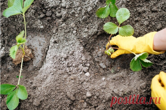 Лучше всего осенью укореняются ранние и среднеспелые сорта. Поздним сортам необходимо больше времени, чтобы нарастить корневую систему, поэтому они могут попасть под ранние морозы. Безусые сорта клубники чаще размножают делением куста ранней весной, а для осенней посадки приобретают готовую рассаду... посадка клубники осенью в открытый грунт