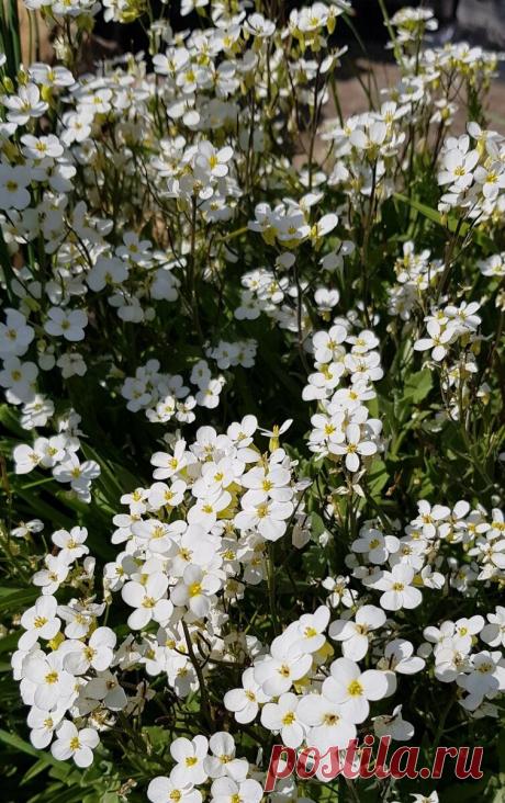 Если хотите ковёр из цветов, посейте эти почвопокровные многолетники. Без рассады, сразу в открытый грунт | Цвет'ОК | Пульс Mail.ru
