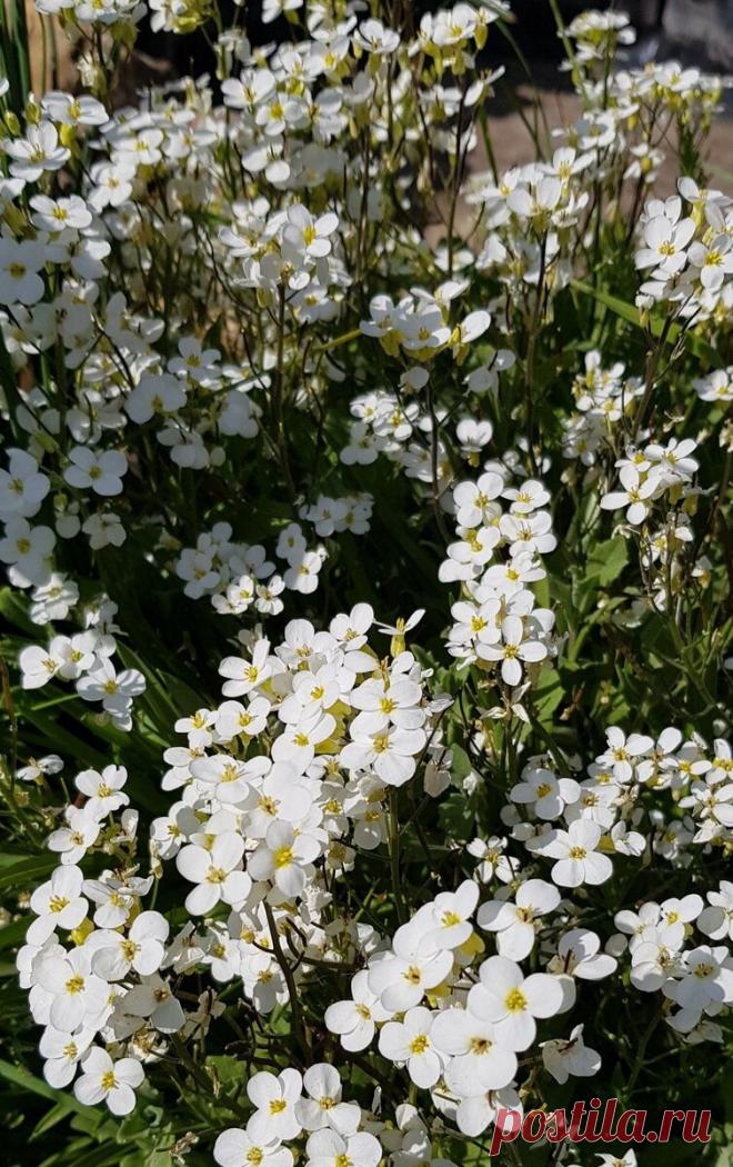 Если хотите ковёр из цветов, посейте эти почвопокровные многолетники. Без рассады, сразу в открытый грунт | Цвет'ОК | Пульс Mail.ru