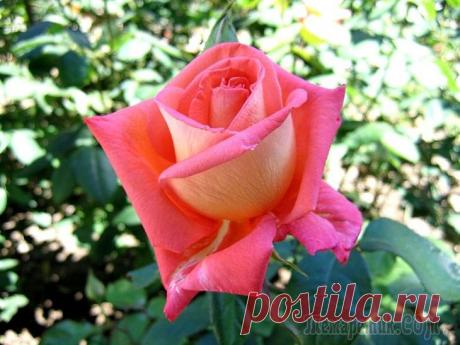 Розы , как женщины , Красивы и Нежны ! ! !