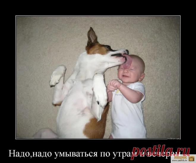 Приколы от животных / Картинки: Животные