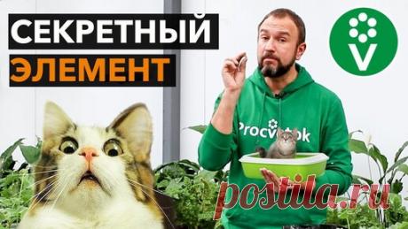 От этого средства корни рассады растут как сумасшедшие! | Procvetok | Дзен