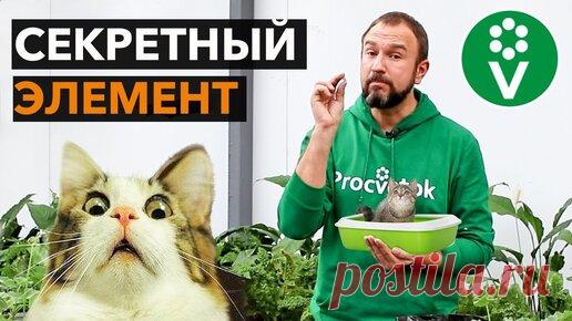 От этого средства корни рассады растут как сумасшедшие! | Procvetok | Дзен