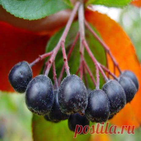 Чай для сердца | Друг пенсионера
Моя бабушка свое ослабленное сердце поддерживает своим про­веренным способом: она всегда, как только чувствует неполадки в работе сердца, заваривает специальный чай.