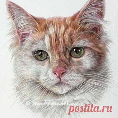 Кошачьи портреты карандашом