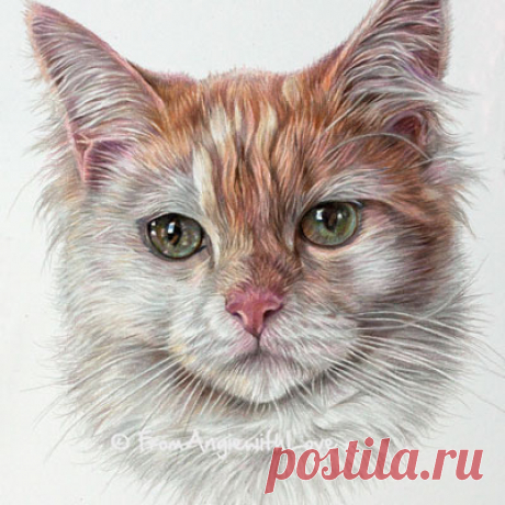 Кошачьи портреты карандашом