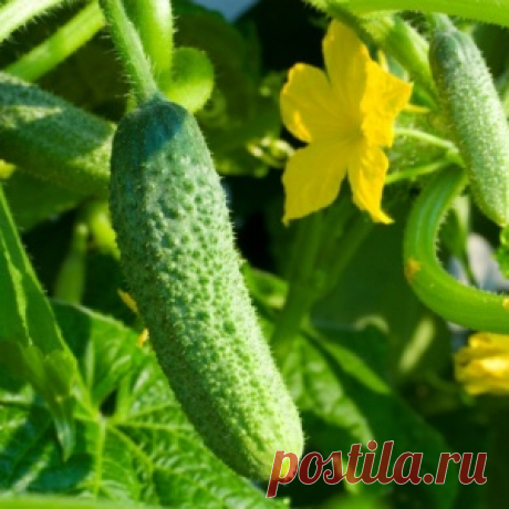 Какой сорт огурцов посадить будущей весной? Подводим итоги