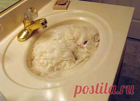 Найди кота