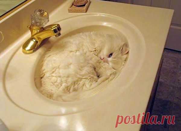 ,Найди кота