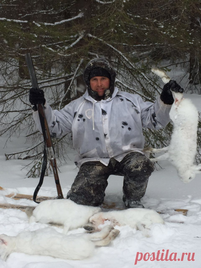 Охота на беляков в охотхозяйстве Сосновый Бор