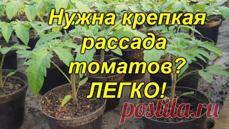 Рассада томатов будет крепкой и приземистой (проверено лично!) Крепкая и приземистая рассада томатов - мечта любого огородника! Вырастить именно такую рассаду совсем не трудно, просто нужно знать, как это делать. Как мы ...