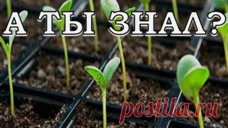 Основные ОШИБКИ при выращивании рассады