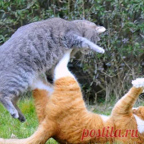 Разборка котов (видео)