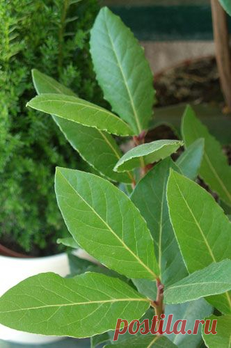 Лавр благородный (Laurus nobilis): описание, формирование кроны, уход и размножение | Подмосковье