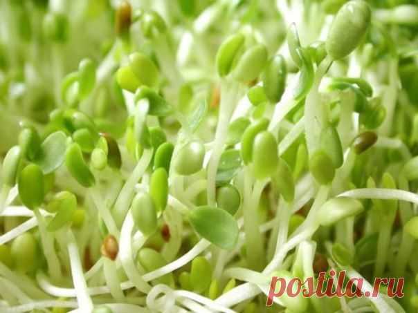 Лучшие рецепты для очищения крови и улучшения ее показателей