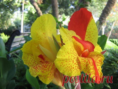 Канна - знакомая незнакомка | Самоцветик