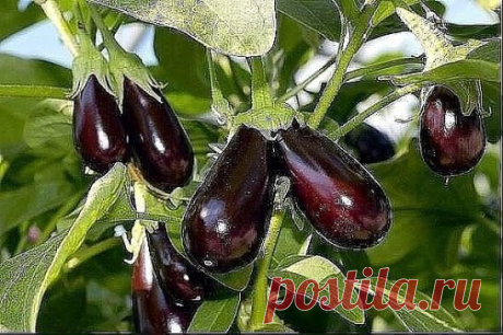 ДЕСЯТЬ ЗАПОВЕДЕЙ ДЛЯ ВЫРАЩИВАНИЯ БАКЛАЖАН 
Эту теплолюбивую культуру с красивыми, нарядными фиолетовыми и непривычными белыми плодами вполне можно выращивать в теплицах и получать неплохой урожай в любое, даже не очень жаркое лето. Нужно лишь запомнить несколько правил. 
Первое. Правильно выбирайте сорт. 
Лучше, чтобы он был скороспелым или среднеспелым. Самые скороспелые — Чешский ранний, Робин Гуд (с фиолетовыми плодами), гибрид Пинг-Понг (с белыми мячиками диаметром 4–5 см) и Пеликан (с бел