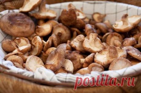 Грибы: сплошные противопоказания