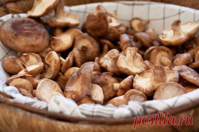 Грибы: сплошные противопоказания