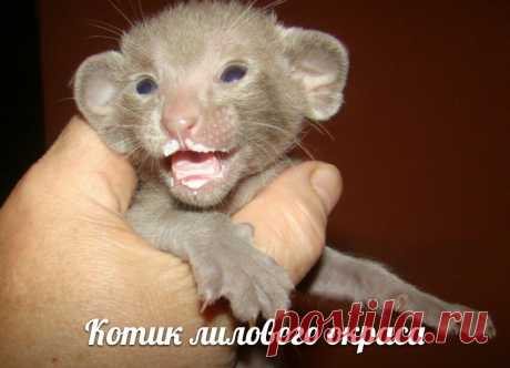 Родились ориентальные котята от Лилу и Фикуса-Чемпиона Мира