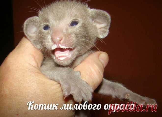 Родились ориентальные котята от Лилу и Фикуса-Чемпиона Мира