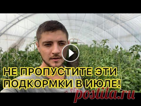 Уход и подкормки томата на налив плодов. +79009325534 - WatsApp для заказов семян и черенков по почте Телеграм канал - Группа вконтакте - Я Вконтакте - Я в одноклассниках - Мой 2й ютуб канал ...