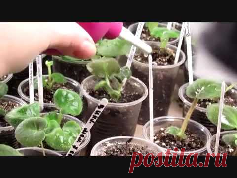 ПОЛИВАЕМ САМЫЕ МАЛЕНЬКИЕ ДЕТКИ ФИАЛОК.