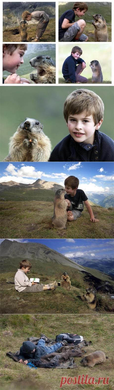 Маттео Вальч, друг сурков — Воротила