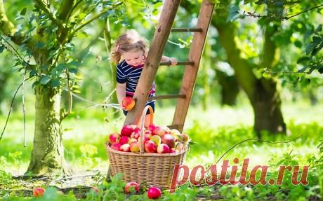 Лунный календарь садовода на июнь 2017 год