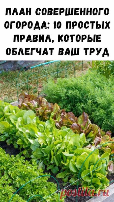 План совершенного огорода: 10 простых правил, которые облегчат ваш труд - Интересный блог