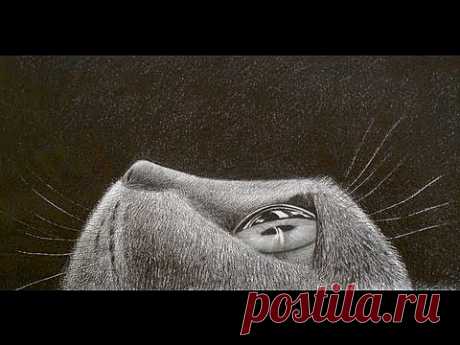 How to Draw Fur - Drawing a Cat´s Eye - YouTube