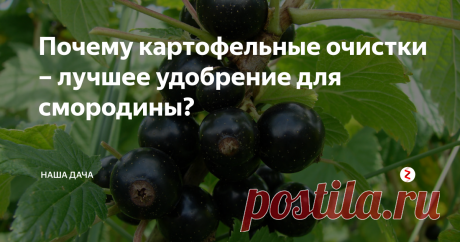 Почему картофельные очистки – лучшее удобрение для смородины? А все потому, что картофельная кожура – чемпион по содержанию полезных микроэлементов, в ней в достаточных количествах содержится калий, магний, железо, фтор. Крахмал, также содержащийся в кожуре картофеля, станет отличным источником питания для клеток растения. Картофельная кожура действует на организм растения как мягкий стимулятор роста – ваши растюхи будут радовать своим цветущим видом!