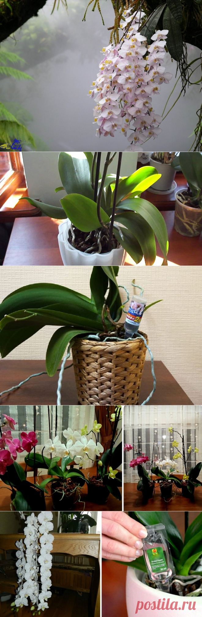 Чем удобрять орхидею