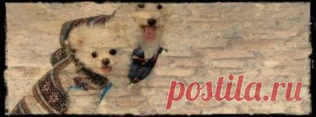 8. ШАПОЧКИ И БОТИНОЧКИ - вязание для собак и кошек , свитера, кофты, попоны для собак, комбинезоны, шапочки, обувь для собак,  книгу Корин Ниснер &quot;Вяжем для четвероногих модников&quot;, needleworkdogss Jimdo-Page!