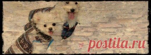 8. ШАПОЧКИ И БОТИНОЧКИ - вязание для собак и кошек , свитера, кофты, попоны для собак, комбинезоны, шапочки, обувь для собак,  книгу Корин Ниснер "Вяжем для четвероногих модников", needleworkdogss Jimdo-Page!