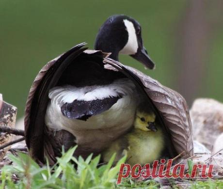 НОВЫЕ ПРИКОЛЫ - зайди и подними себе настроение ))