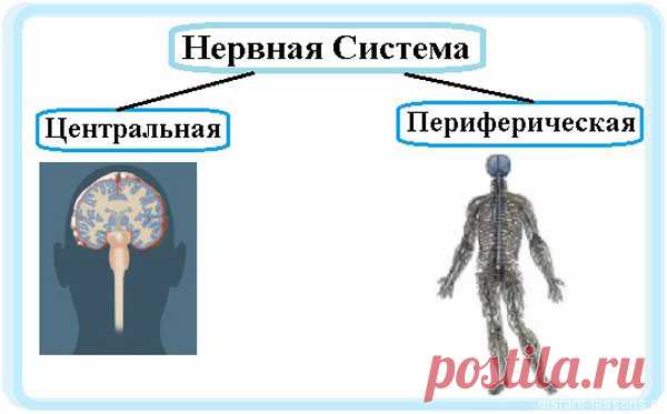 Адаптол при ВСД - показания, противопоказания, при панических атаках