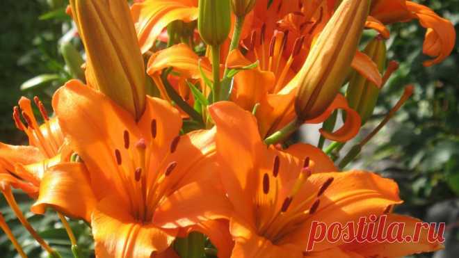 Как правильно делить луковицы лилии? | Дачный участок