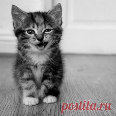 Маленький котенок, который достал всех обитателей дома