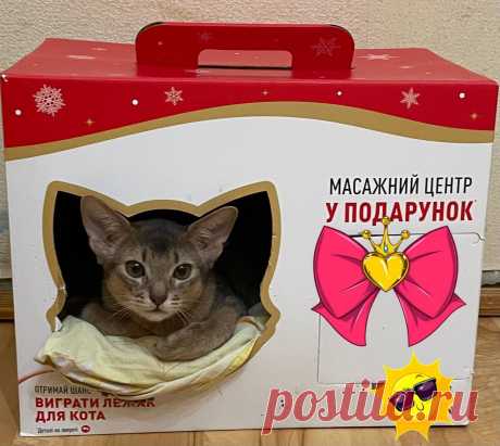 Маленькі пуми - Коти Рівне на board.if.ua код оголошення 76797 - посилання https://board.if.ua/malenki-pumy