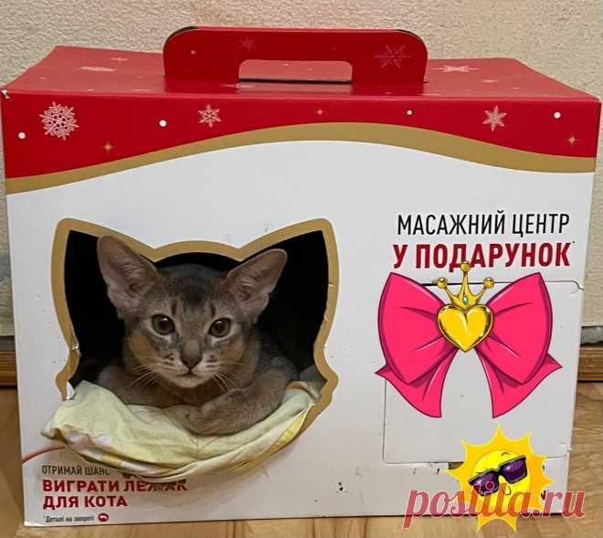 Маленькі пуми - Коти Рівне на board.if.ua код оголошення 76797 - посилання https://board.if.ua/malenki-pumy