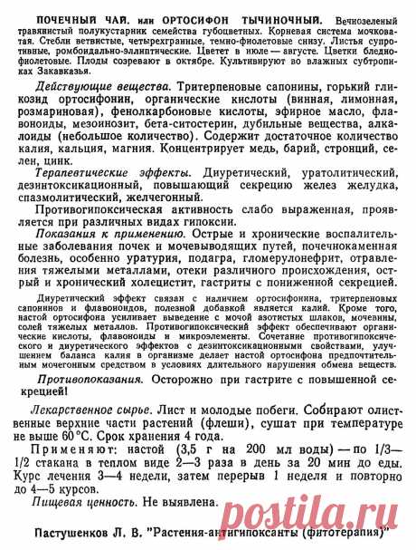 Ортосифон тычиночный (почечный чай)