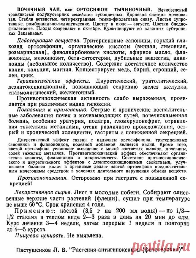 Ортосифон тычиночный (почечный чай)
